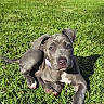 puppy, dog, grass, outdoor, sunlight, pet, canine, animal, young_dog, greenery, nature, playful, cute, lying_down, summer, domestic_animal, collar, ears, paw, relaxed