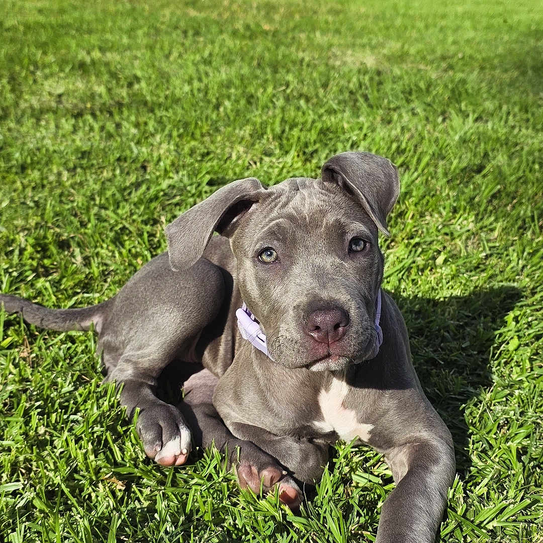 Roxy is registered to the contest to win money with this photo: puppy, dog, grass, outdoor, sunlight, pet, canine, animal, young_dog, greenery, nature, playful, cute, lying_down, summer, domestic_animal, collar, ears, paw, relaxed