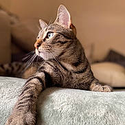 Raïna a rejoint le concours — aidez-le/la à gagner de superbes lots ! cat, tabby, pet, animal, feline, whiskers, soft, blanket, indoor, relaxed, fur, portrait, domestic, cute, paw, resting, closeup, cozy, side_view, focus
