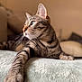 cat, tabby, pet, animal, feline, whiskers, soft, blanket, indoor, relaxed, fur, portrait, domestic, cute, paw, resting, closeup, cozy, side_view, focus