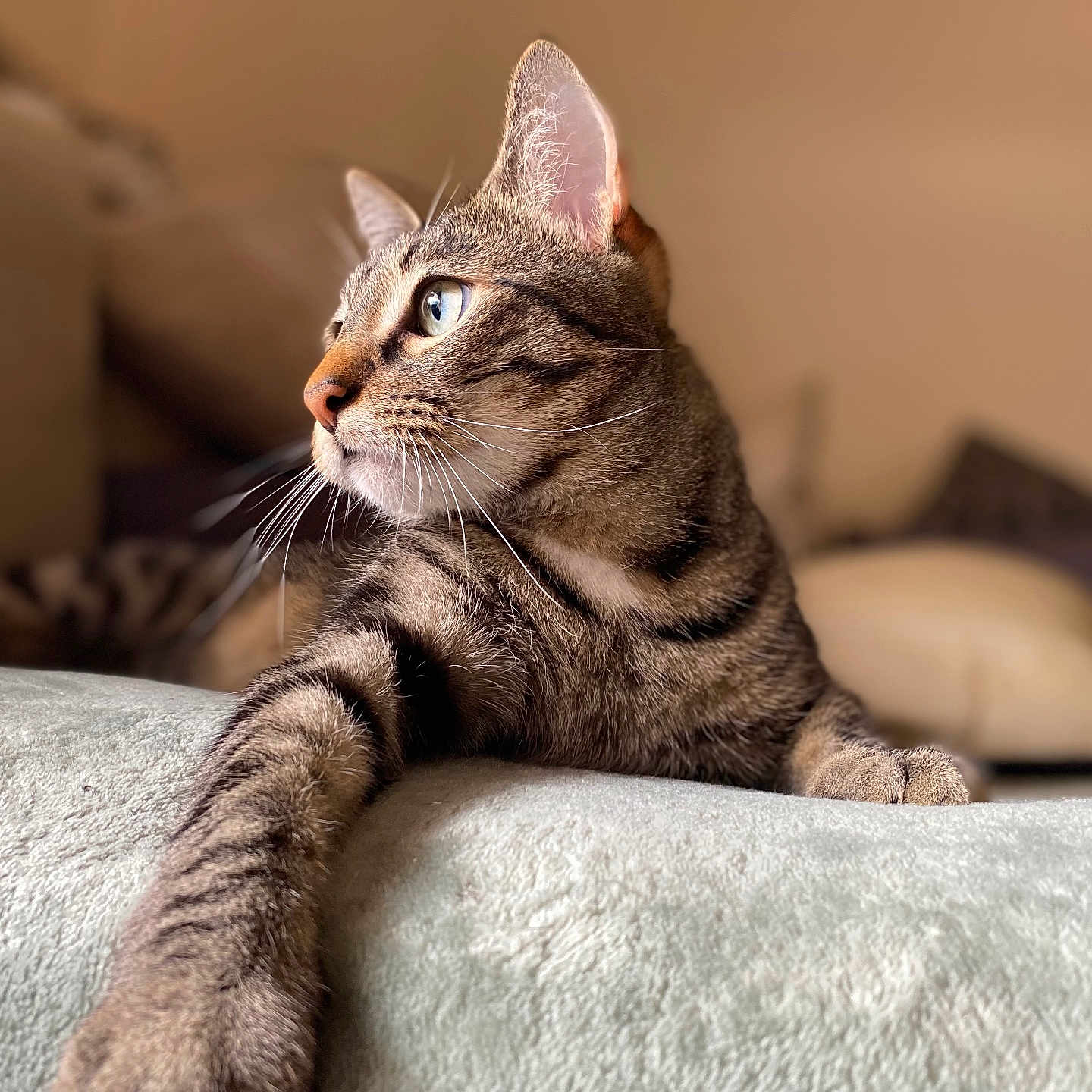Raïna a rejoint le concours — aidez-le/la à gagner de superbes lots ! animal, blanket, cat, closeup, cozy, cute, domestic, feline, focus, fur, indoor, paw, pet, portrait, relaxed, resting, side_view, soft, tabby, whiskers