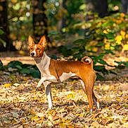 Ayana participe au concours pour gagner de l'argent avec cette photo : dog, basenji, autumn, leaves, forest, nature, outdoor, animal, pet, canine, walking, sunlight, trees, brown, white, curled_tail, alert, ears_up, standing, background_blur