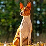Ayana a rejoint le concours — aidez-le/la à gagner de superbes lots ! dog, basenji, autumn, fall_leaves, outdoor, nature, forest, sunlight, animal, pet, sitting, brown_and_white, ears, portrait, canine, leaf_litter, daylight, alert, background_blur, watchful