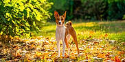 Ayana participe au concours pour gagner de l'argent avec cette photo : alert, animal, autumn, background, basenji, canine, daylight, dog, fall, forest, grass, greenery, leaves, mammal, nature, outdoor, pet, standing, sunlight, wildlife