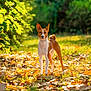 Ayana participe au concours pour gagner de l'argent avec cette photo : dog, basenji, animal, pet, outdoor, nature, autumn, leaves, sunlight, grass, forest, canine, standing, alert, daylight, greenery, fall, background, mammal, wildlife