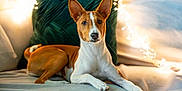 Ayana a rejoint le concours — aidez-le/la à gagner de superbes lots ! dog, basenji, pet, animal, couch, indoor, cozy, relaxed, fairy_lights, green_cushion, brown_and_white, ears_up, looking_at_camera, fur, domestic_animal, companion, portrait, home, resting, calm