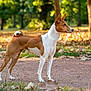 dog, basenji, animal, pet, outdoor, park, autumn, leaves, path, brown, white, standing, alert, nature, canine, grass, tree, sunlight, curled_tail, profile