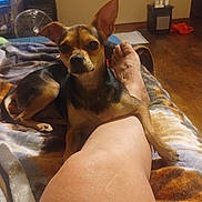 Chaos joined the competition — help win amazing prizes! dog, chihuahua, pet, leg, blanket, indoor, room, fan, television, furniture, floor, wooden_floor, foot, curious, alert, brown, black, small_dog, companion, relaxing