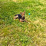 Chaos is registered to the contest to win money with this photo: dog, small_dog, outdoor, grass, toy, sunlight, pet, animal, canine, resting, nature, greenery, summer, play, yard, lawn, relaxing, one_animal, daylight, ears_up