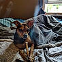 Chaos is registered to the contest to win money with this photo: dog, bed, blanket, chew_stick, window, natural_light, indoor, pet, brown_dog, cozy, paw, fur, resting, sleeping_area, fabric, blanket_texture, relaxing, domestic, animal, furniture