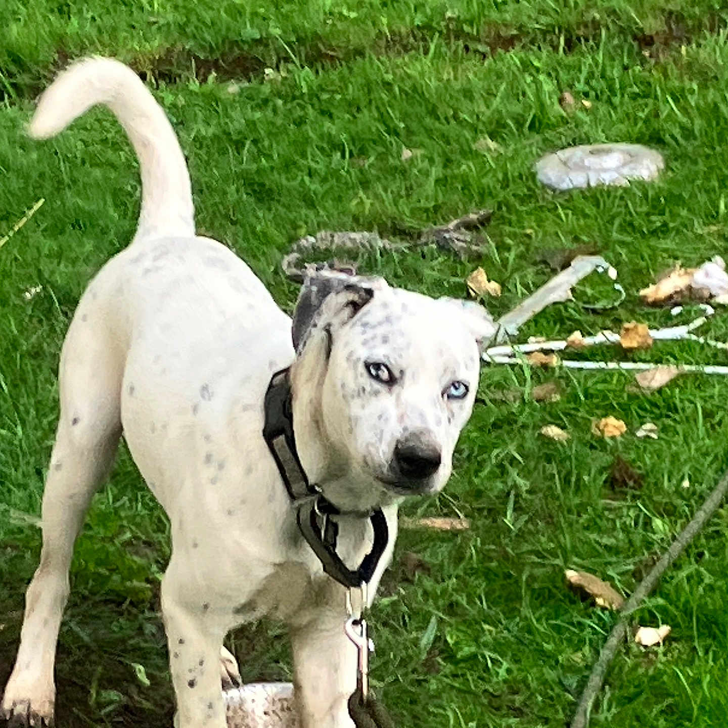 Rocky Leroy joined the competition — help win amazing prizes! alert, animal, black_spots, blue_eyes, canine, collar, daylight, dog, grass, greenery, leash, leaves, nature, outdoor, pet, playful, standing, stick, white_dog, yard