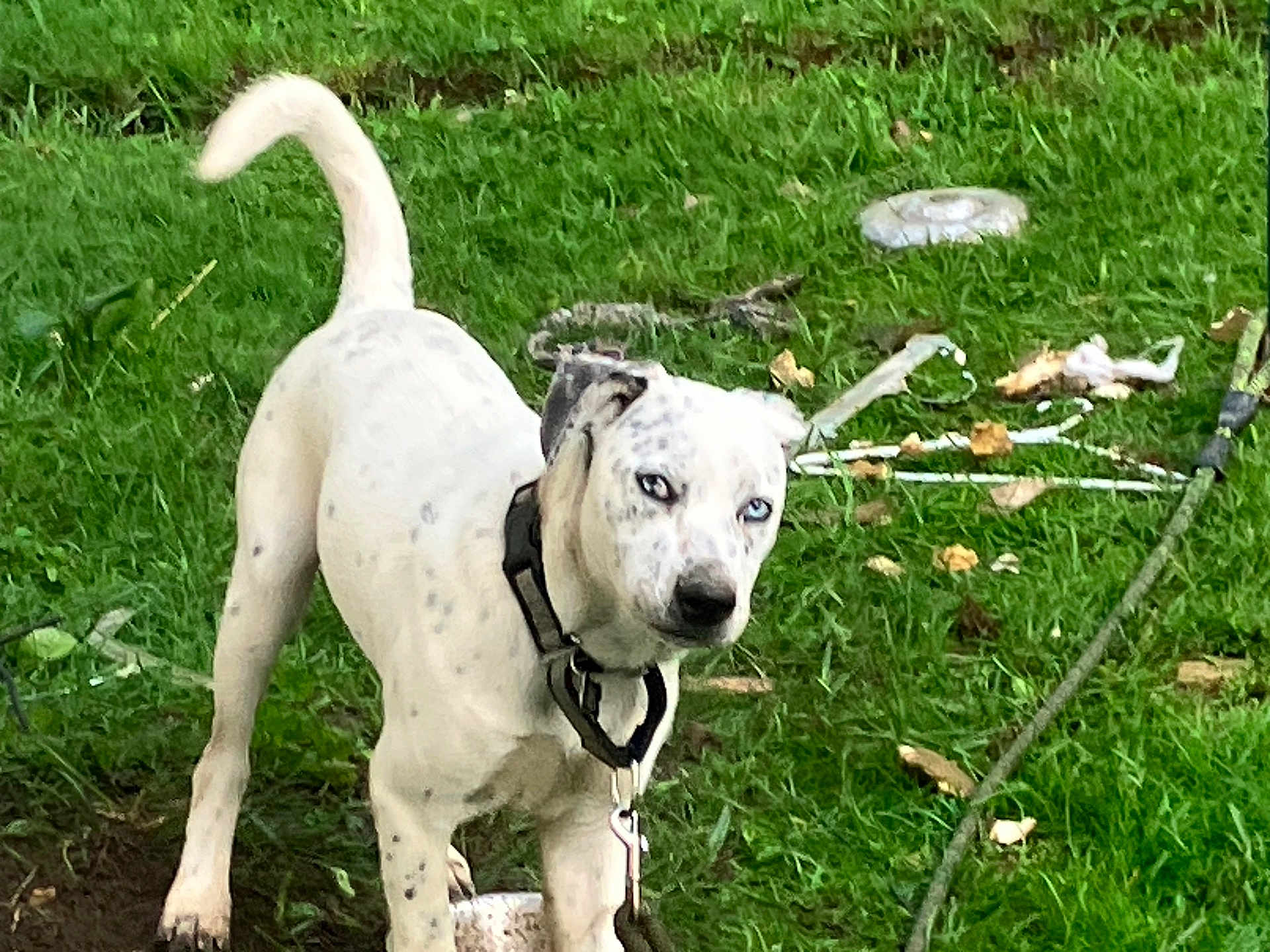 Rocky Leroy joined the competition — help win amazing prizes! alert, animal, black_spots, blue_eyes, canine, collar, daylight, dog, grass, greenery, leash, leaves, nature, outdoor, pet, playful, standing, stick, white_dog, yard