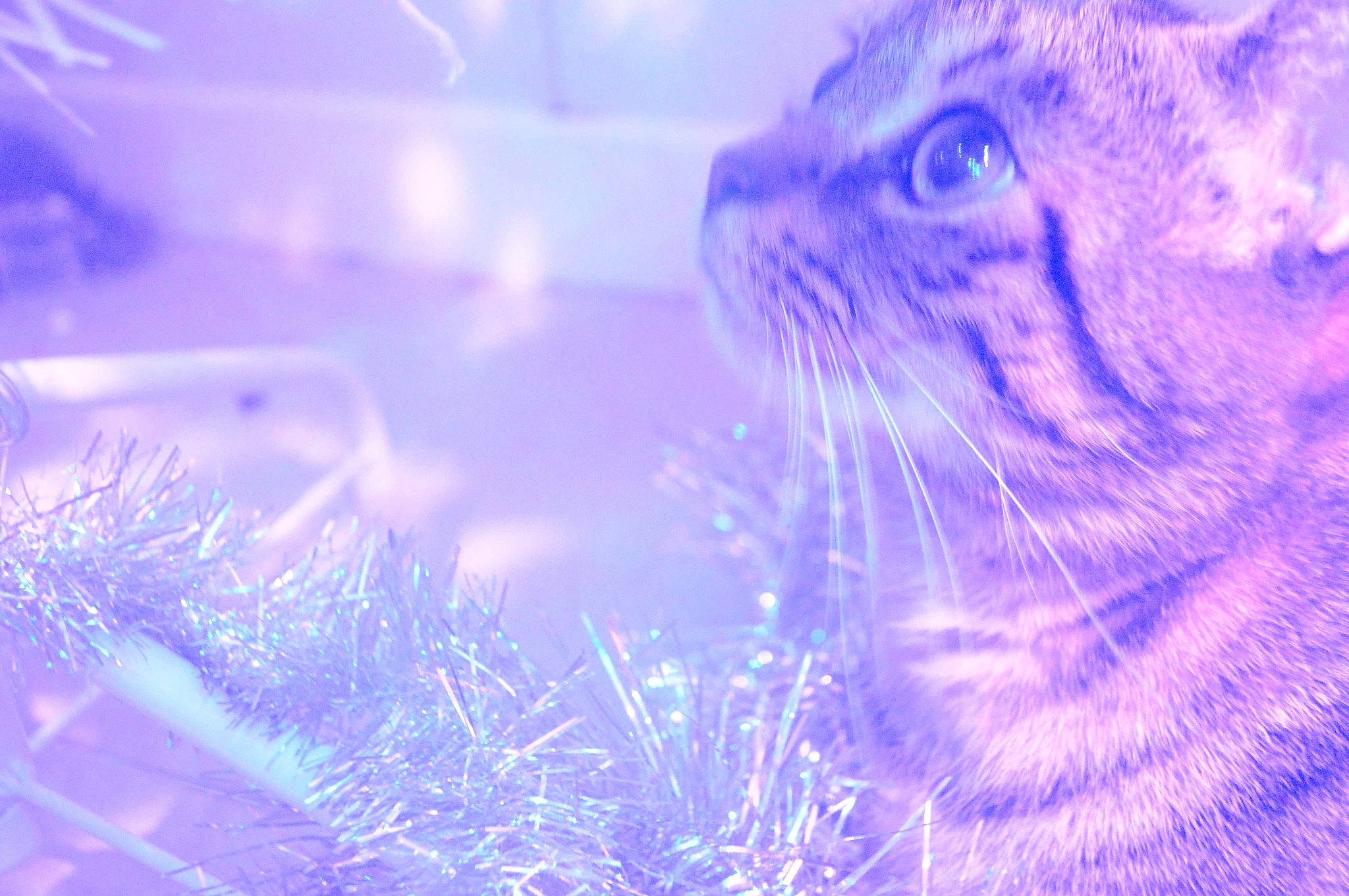 Lexi participe au concours pour gagner de l'argent avec cette photo : blue, carnivoran, cat, close_up, computer_wallpaper, macro_photography, organism, purple, sky, small_to_medium_sized_cats, snout, sunlight, water, whiskers