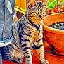 cat, tabby_cat, yellow_eyes, sitting, collar, outdoor, terracotta_pot, plant, wood, fabric, orange_floor, pet, animal, fur, whiskers, paw, closeup, detail, nature, domestic_animal