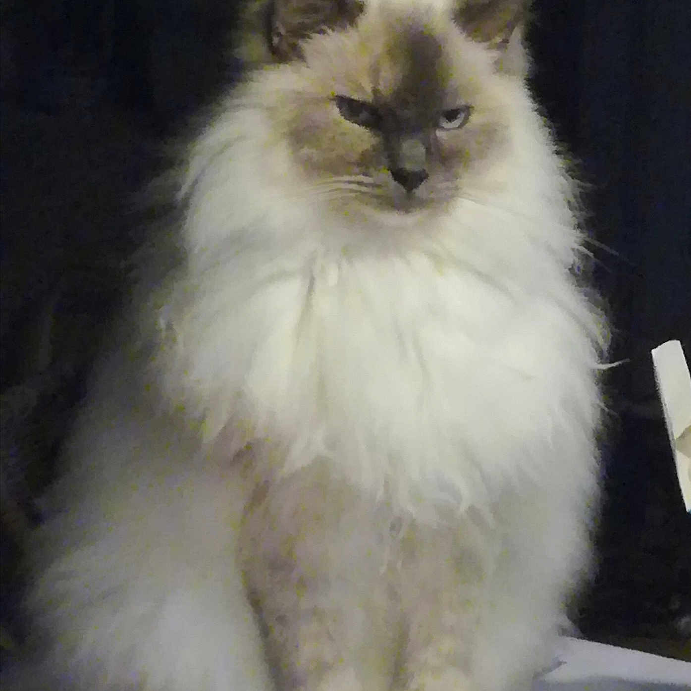Nala
