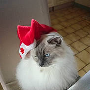 Nala a rejoint le concours — aidez-le/la à gagner de superbes lots ! animal, blue_eyed, blue_eyes, cat, chair, christmas, cozy, festive, fluffy, gray_face, holiday, home, indoors, longhaired, pet, portrait, santa_hat, sitting, tiled_floor, white_fur