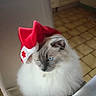 animal, blue_eyed, blue_eyes, cat, chair, christmas, cozy, festive, fluffy, gray_face, holiday, home, indoors, longhaired, pet, portrait, santa_hat, sitting, tiled_floor, white_fur