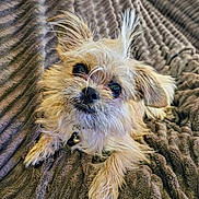 Boomer joined the competition — help win amazing prizes! dog, cute, scruffy, small_dog, pet, fur, ears, black_nose, lying_down, blanket, cozy, indoor, close_up, fur_texture, curious, adorable, animal, companion, relaxed, portrait