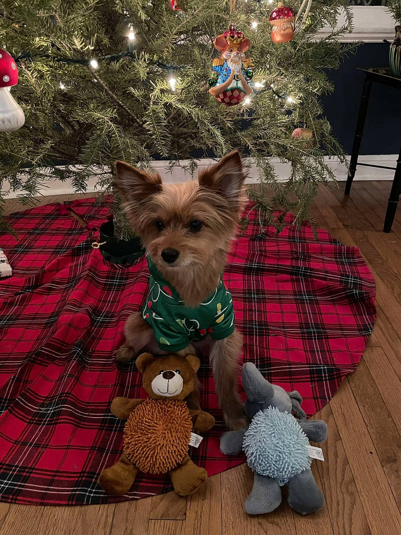 Pumpkin joined the competition — help win amazing prizes! carnivore, christmas, christmas_decoration, christmas_tree, companion_dog, dog, dog_breed, dog_clothes, dog_supply, event, fawn, holiday, mammal, pattern, plaid, snout, tartan, toy, toy_dog, vertebrate