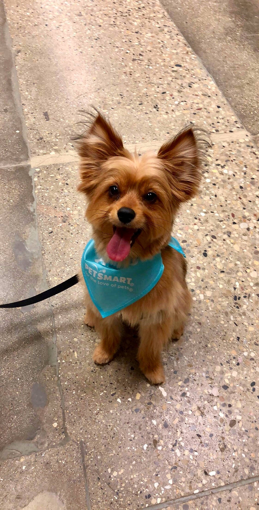 Pumpkin joined the competition — help win amazing prizes! canidae, carnivore, collar, companion_dog, dog, dog_breed, dog_clothes, dog_supply, fashion_accessory, fawn, fur, leash, liver, pet_supply, small_terrier, snout, sporting_group, terrier, toy_dog, working_animal