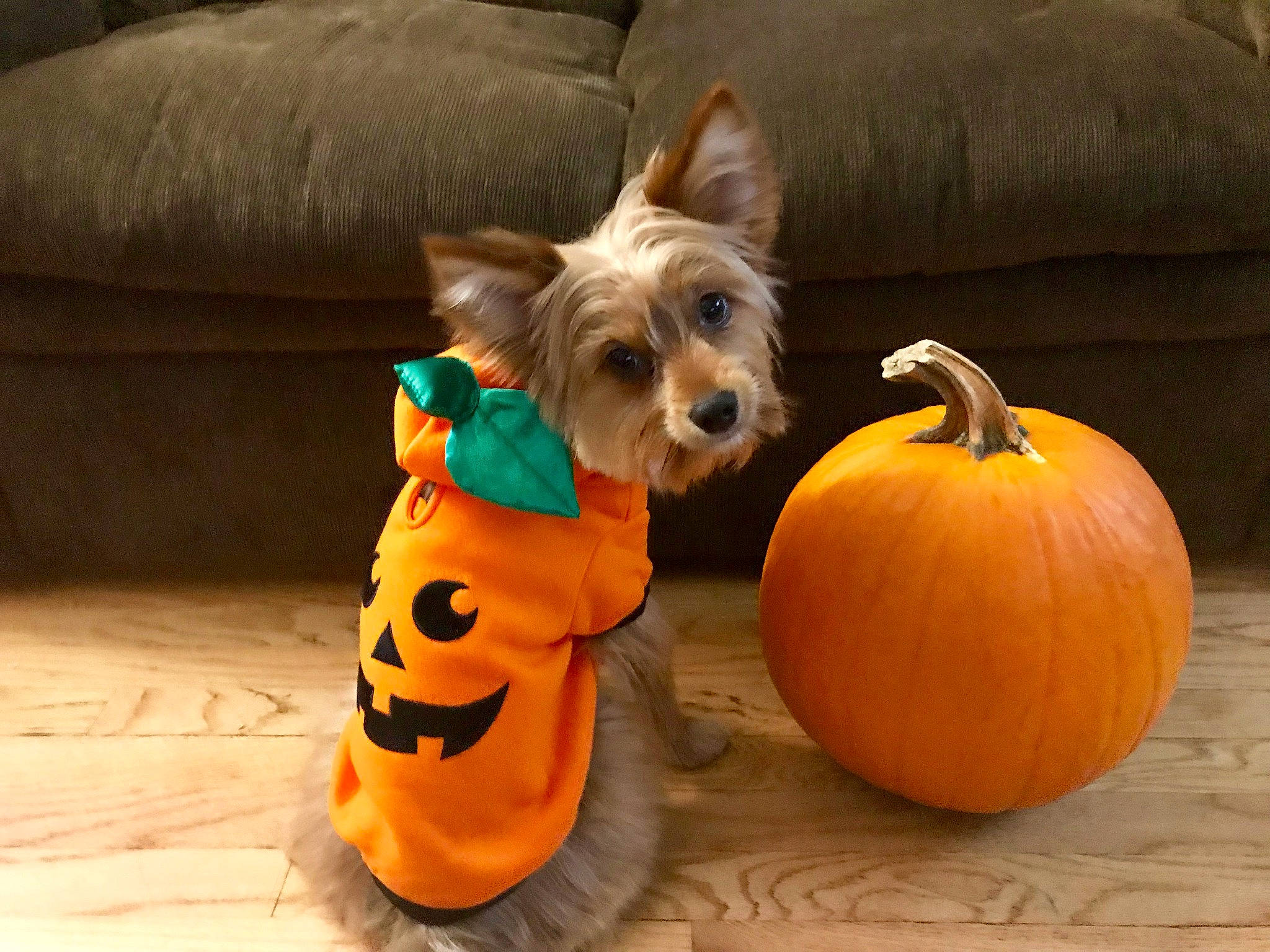 Pumpkin joined the competition — help win amazing prizes! calabaza, carnivore, companion_dog, cucurbita, dog, dog_breed, dog_clothes, dog_supply, fawn, gourd, mammal, natural_foods, pumpkin, snout, squash, toy_dog, vegetable, winter_squash, wood, working_animal