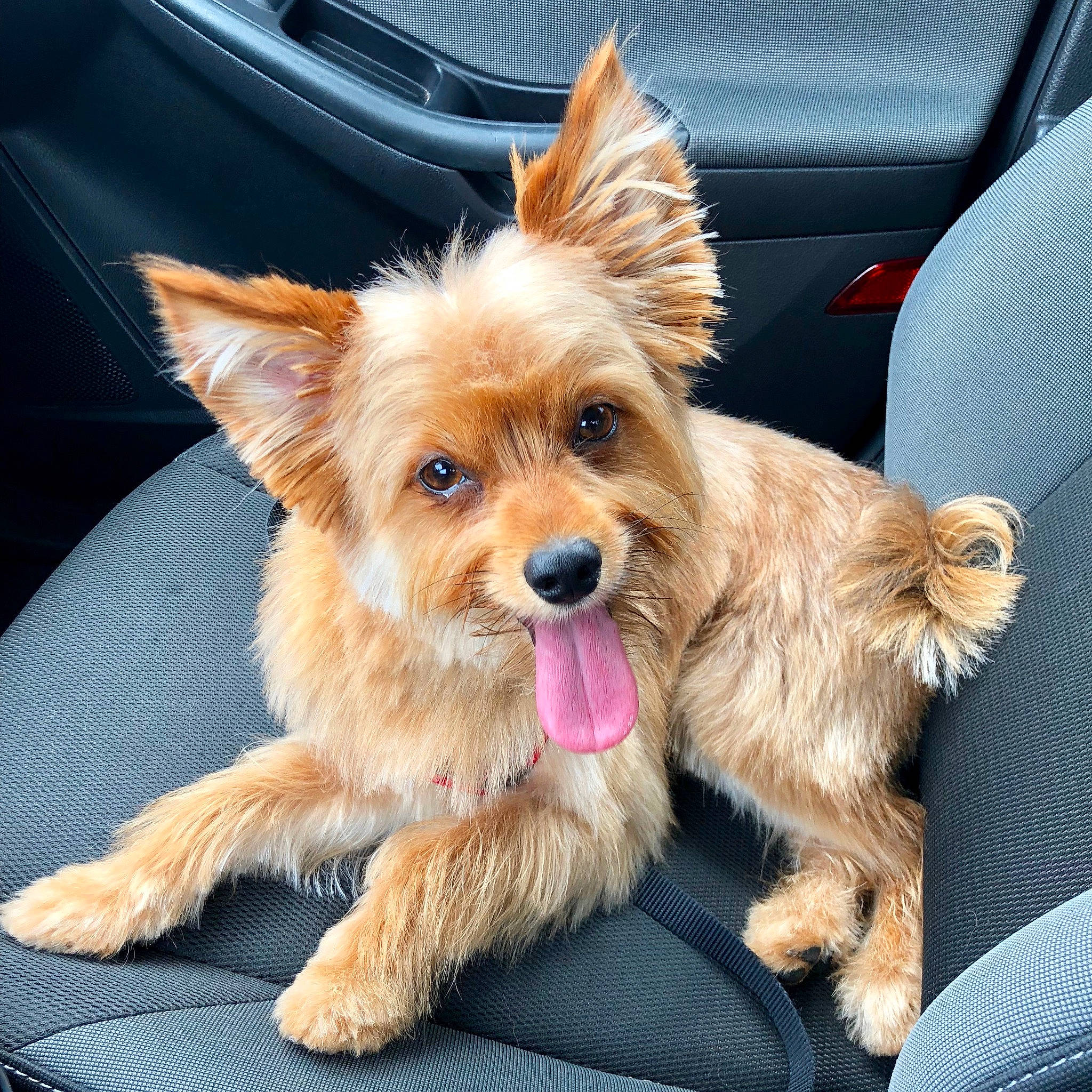 Pumpkin is registered to the contest to win money with this photo: australian_terrier, biewer_terrier, canidae, carnivore, collar, companion_dog, dog, dog_breed, dog_collar, dog_supply, fashion_accessory, fawn, fur, liver, small_terrier, snout, sporting_group, terrier, toy_dog, yorkipoo