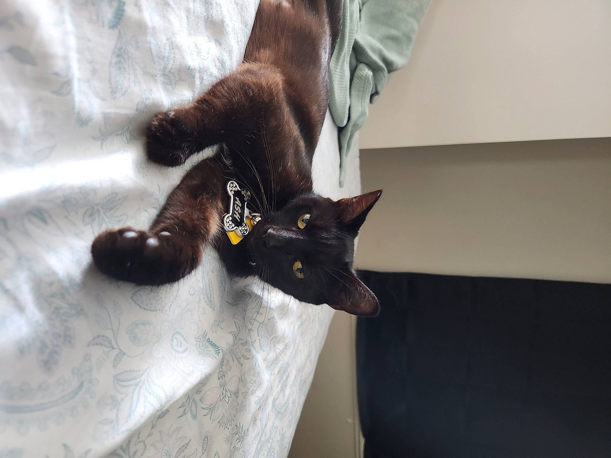 Ash joined the competition — help win amazing prizes! black_cat, bombay, canidae, carnivore, cat, claw, comfort, domestic_short_haired_cat, fawn, felidae, foot, fur, havana_brown, human_leg, korat, paw, small_to_medium_sized_cats, snout, tail, whiskers