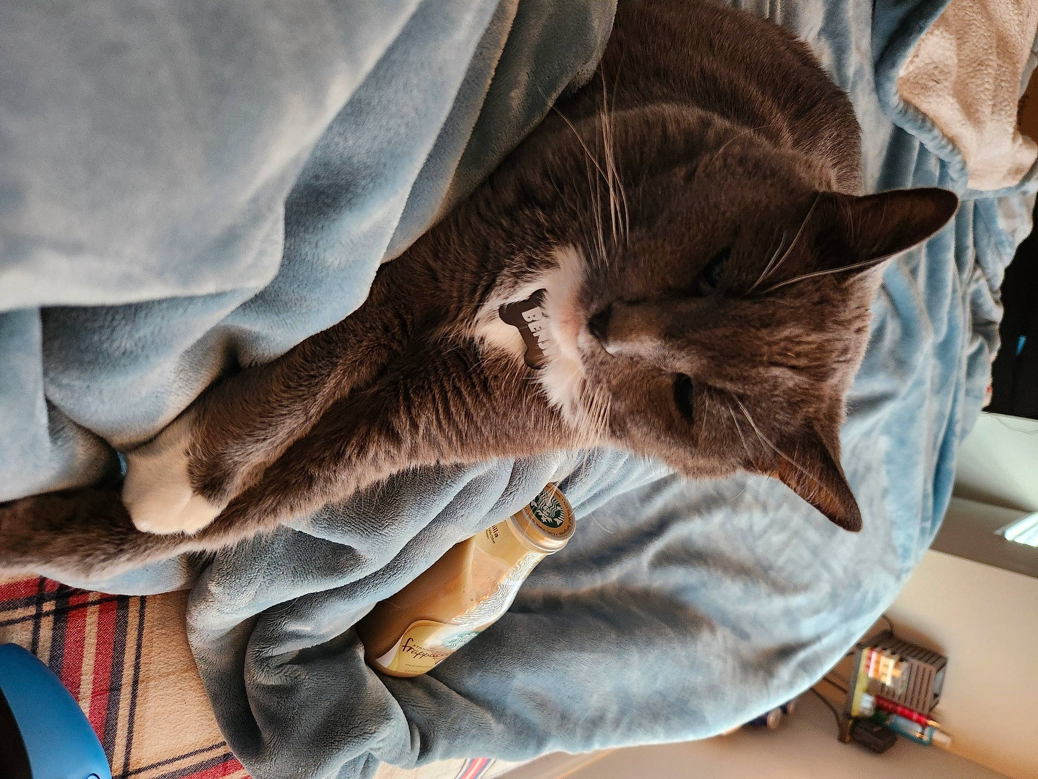 Benji is registered to the contest to win money with this photo: bag, carnivore, cat, claw, comfort, domestic_short_haired_cat, fawn, felidae, fur, lap, linens, nap, pattern, sleep, small_to_medium_sized_cats, textile, whiskers, wood