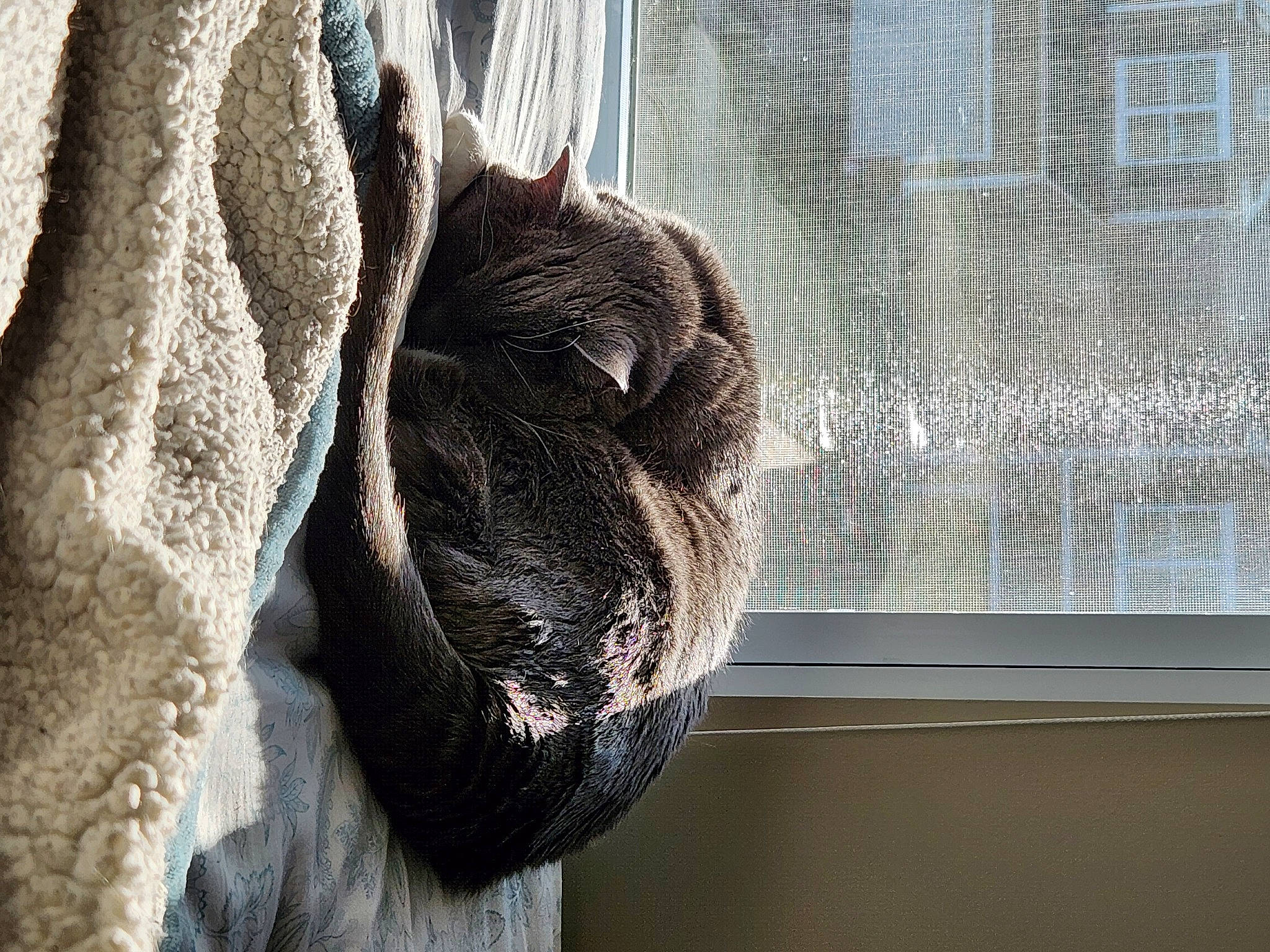 Benji is registered to the contest to win money with this photo: art, domestic_short_haired_cat, door, felidae, fur, mammal, plant, sculpture, small_to_medium_sized_cats, snout, sporting_group, tail, terrestrial_animal, textile, tree, trunk, whiskers, window, wood, wool