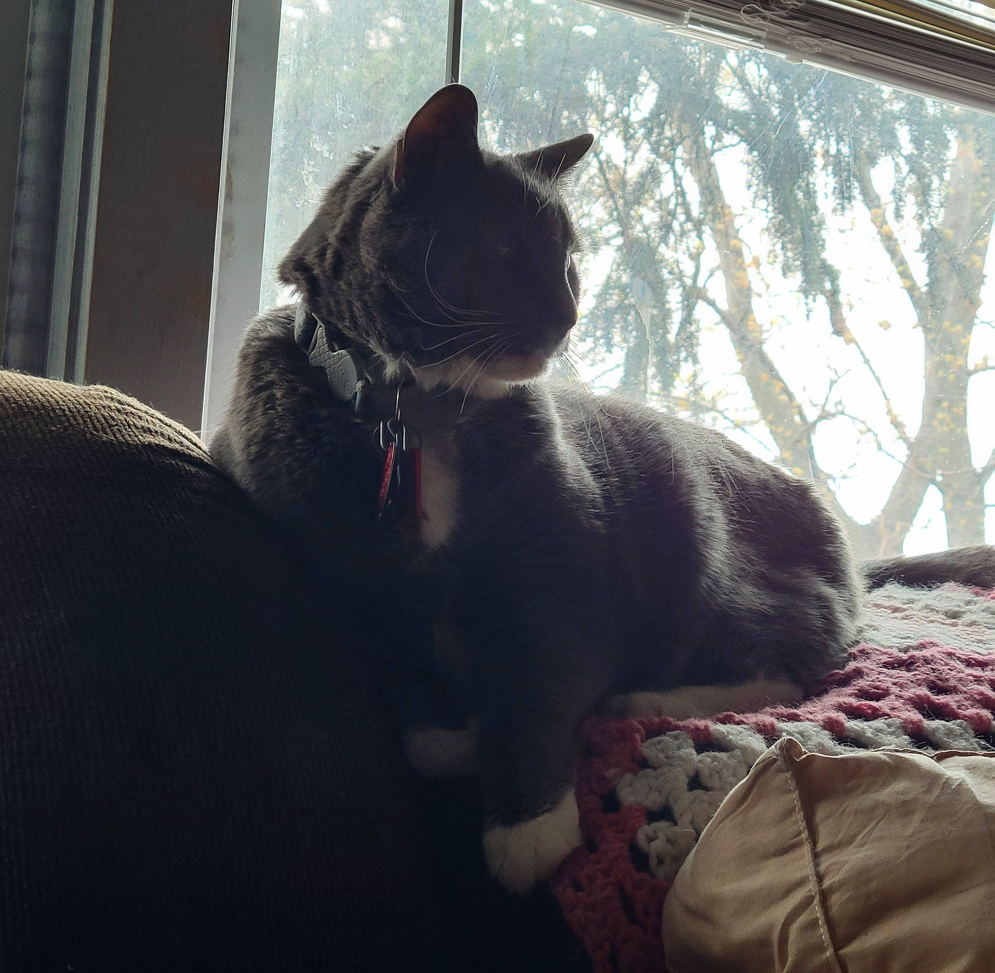 Benji is registered to the contest to win money with this photo: black_cat, carnivore, cat, comfort, darkness, domestic_short_haired_cat, felidae, fur, grey, linens, room, shade, sitting, small_to_medium_sized_cats, snout, tail, terrestrial_animal, tints_and_shades, whiskers, window