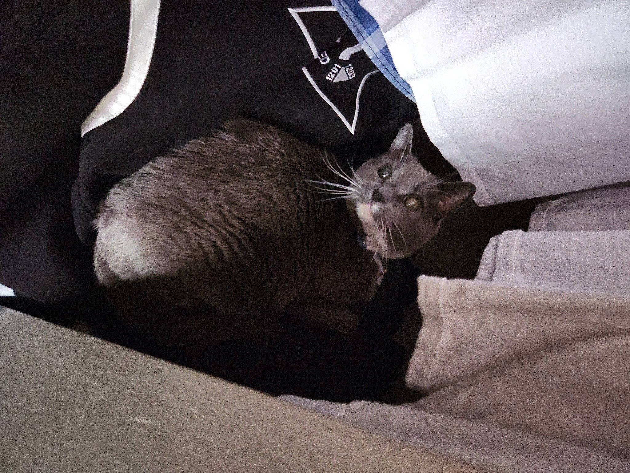 Benji is registered to the contest to win money with this photo: black_cat, carmine, carnivore, cat, claw, comfort, domestic_short_haired_cat, elbow, felidae, fur, grey, human_leg, linens, paw, sleeve, small_to_medium_sized_cats, snout, tail, whiskers, wrist