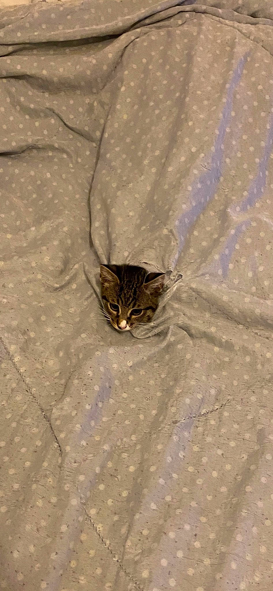 Rio participe au concours pour gagner de l'argent avec cette photo : bengal, carnivore, cat, domestic_short_haired_cat, european_shorthair, fawn, felidae, flooring, fur, kitten, norwegian_forest_cat, sand, small_to_medium_sized_cats, snout, tabby_cat, whiskers, wild_cat