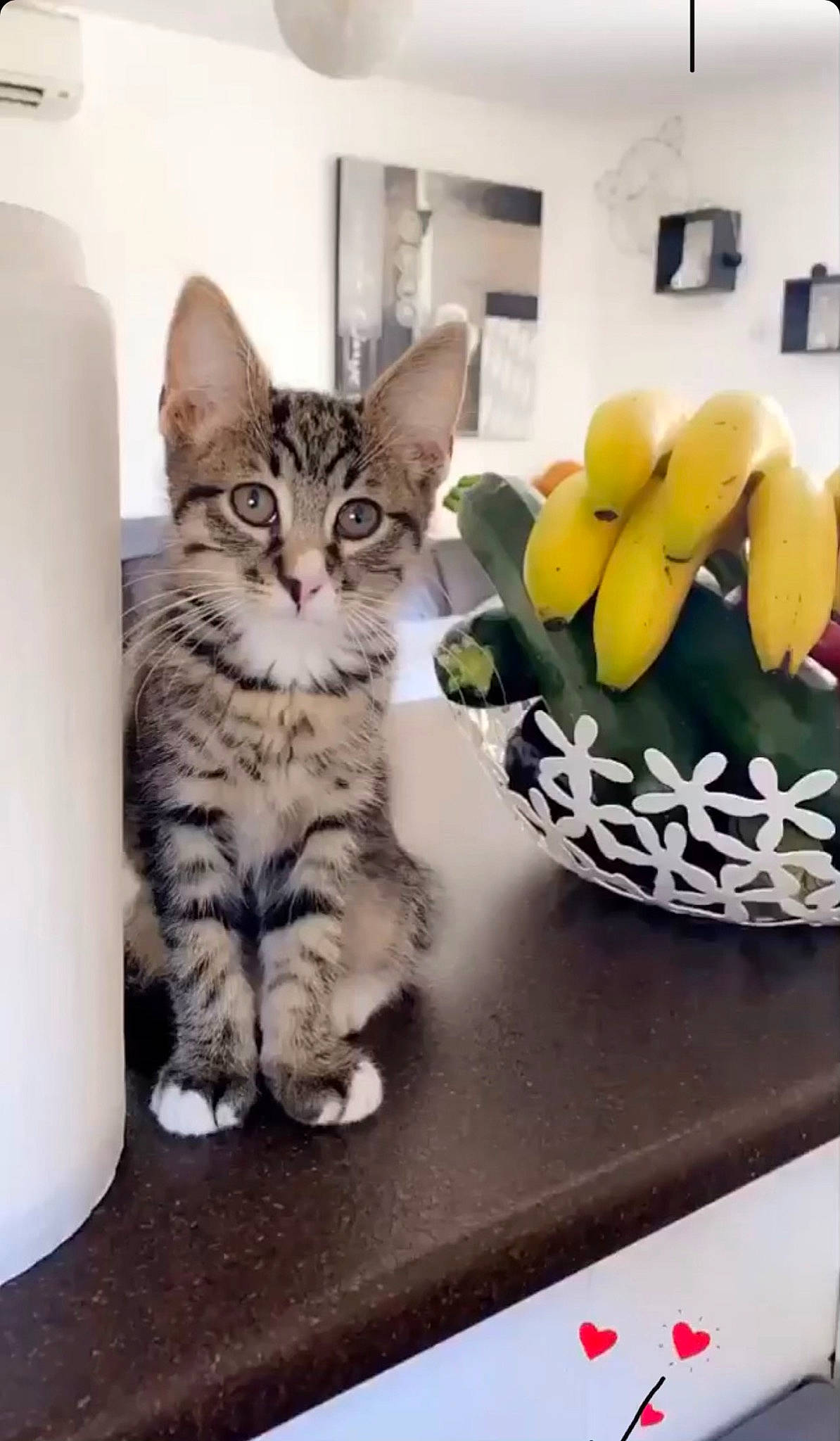 Rio a rejoint le concours — aidez-le/la à gagner de superbes lots ! american_shorthair, american_wirehair, asian, carnivore, cat, domestic_short_haired_cat, dragon_li, european_shorthair, felidae, flower, kitten, mammal, ocicat, photo_caption, plant, small_to_medium_sized_cats, tabby_cat, whiskers, yellow