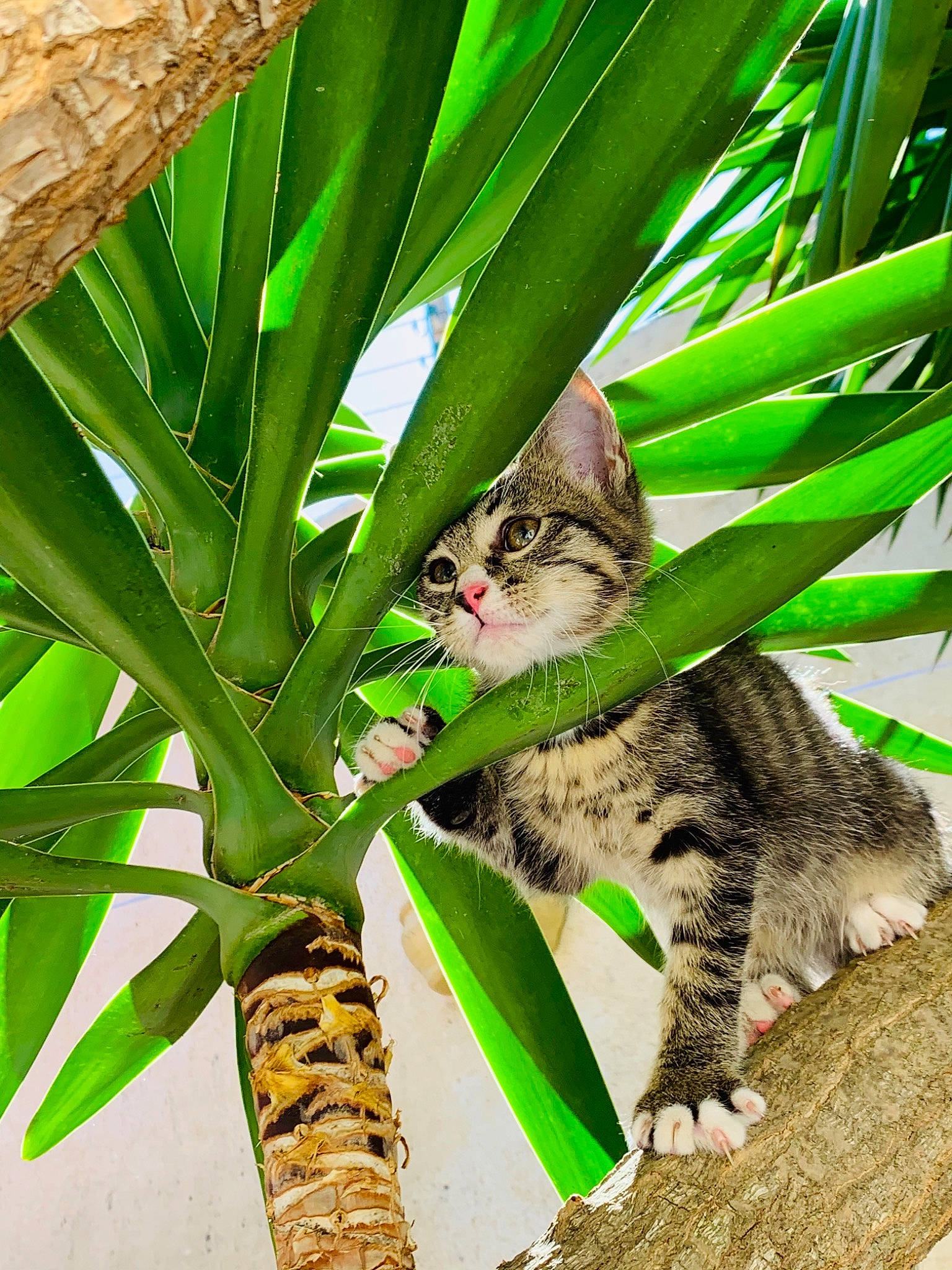 Rio a rejoint le concours — aidez-le/la à gagner de superbes lots ! carnivore, cat, eye, felidae, flower, green, leaf, plant, plant_stem, small_to_medium_sized_cats, vegetable, whiskers