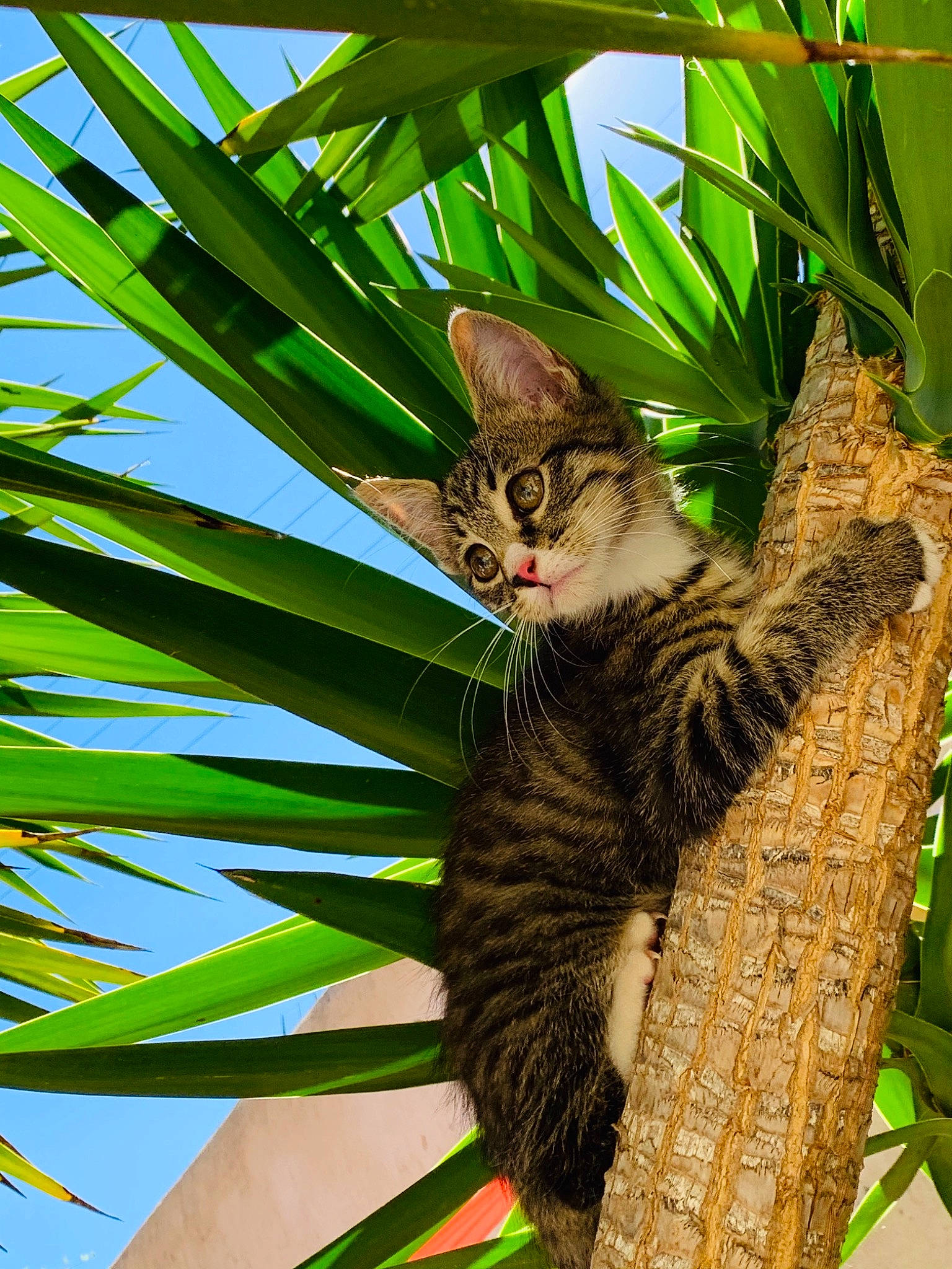 Rio a rejoint le concours — aidez-le/la à gagner de superbes lots ! arecales, botany, carnivore, cat, eye, felidae, leaf, organism, palm_tree, plant, plant_stem, small_to_medium_sized_cats, terrestrial_plant, tree, whiskers, wild_cat
