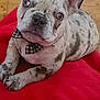 dog, french_bulldog, puppy, bow_tie, pet, cute, spotted_fur, red_blanket, indoor, wood_floor, animal, canine, small_dog, ears, face, lying_down, looking_up, domestic_animal, adorable, companion