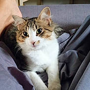 Athéna participe au concours pour gagner de l'argent avec cette photo : cat, tabby, white_fur, pet, indoor, blanket, furniture, relaxed, curious, animal, whiskers, ears, paw, soft, cozy, home, sitting, fur, close_up, domestic