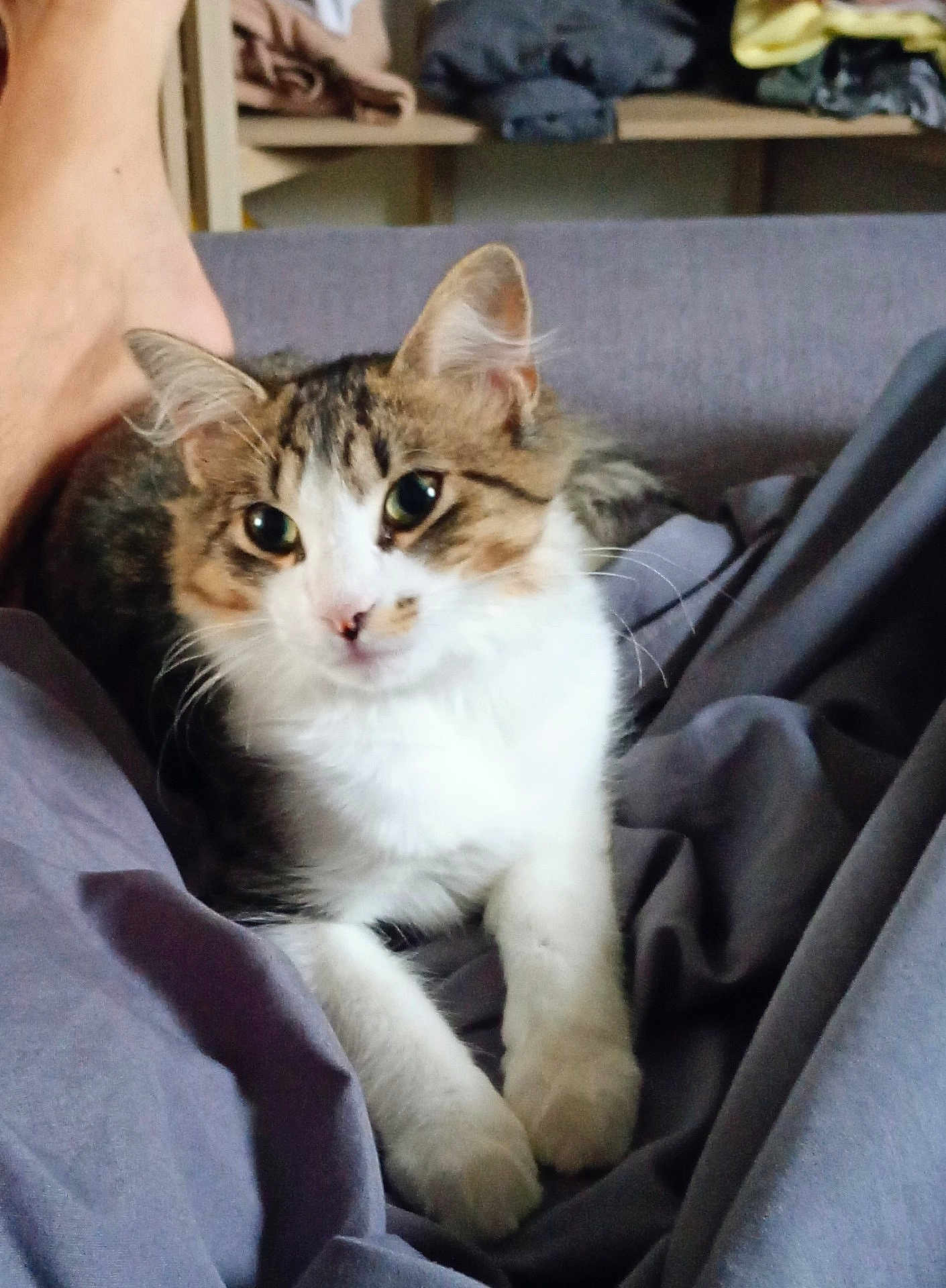 Athéna participe au concours pour gagner de l'argent avec cette photo : cat, tabby, white_fur, pet, indoor, blanket, furniture, relaxed, curious, animal, whiskers, ears, paw, soft, cozy, home, sitting, fur, close_up, domestic