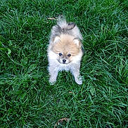 Cooper is registered to the contest to win money with this photo: puppy, dog, grass, outdoor, pet, animal, cute, fluffy, small, young, nature, green, fur, canine, adorable, playful, standing, eyes, park, curious