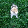 puppy, dog, grass, outdoor, pet, animal, cute, fluffy, small, young, nature, green, fur, canine, adorable, playful, standing, eyes, park, curious