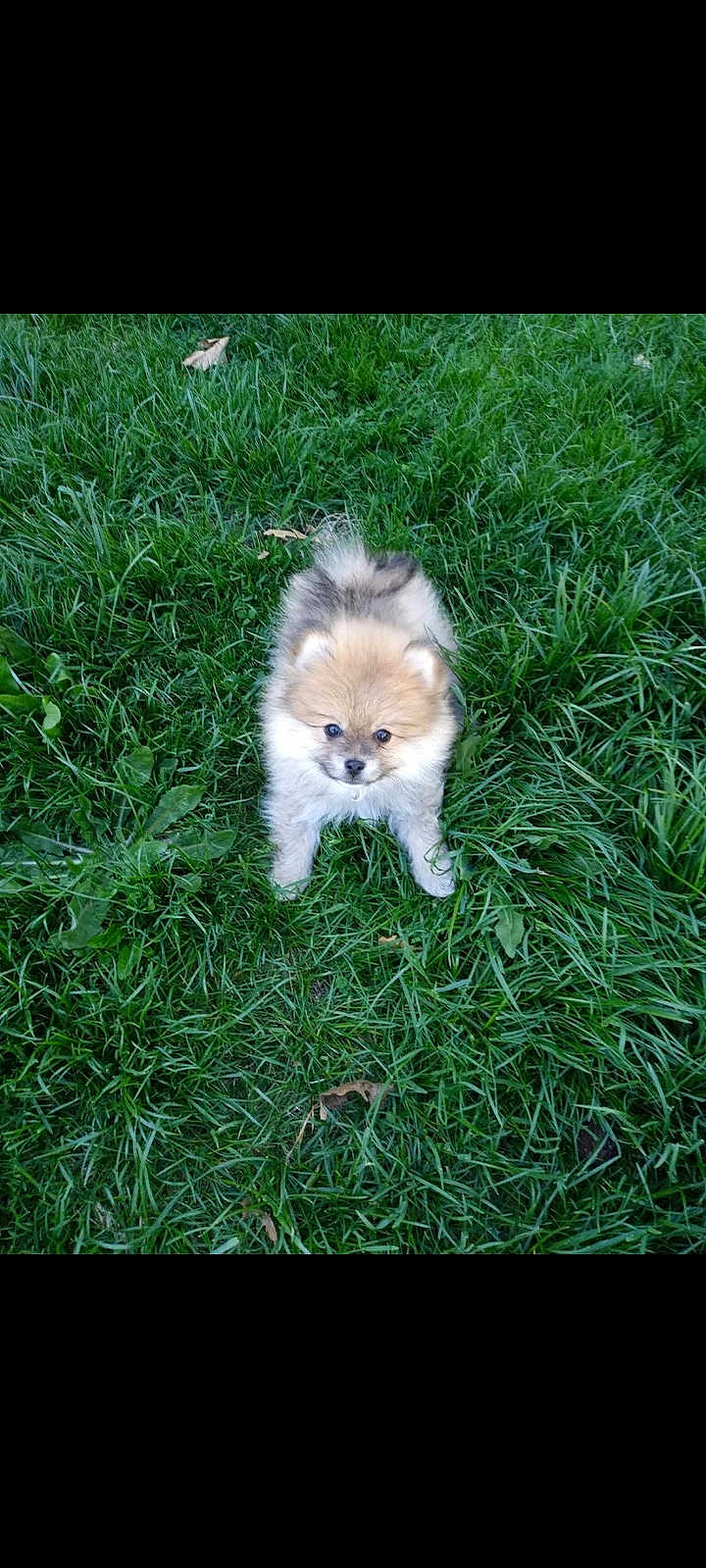 Cooper