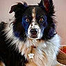 dog, border_collie, black_and_white, fluffy, long_hair, portrait, sitting, indoors, blanket, couch, collar, tag, ears, brown_eyes, pet, companion_animal, close_up, centered_composition, cozy, home