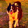 dog, border_collie, black_and_white, canine, pet, outdoor, grass, path, sunlight, nature, happy, tongue_out, walking, fur, tail, ears, daylight, animal, mammal, scenic