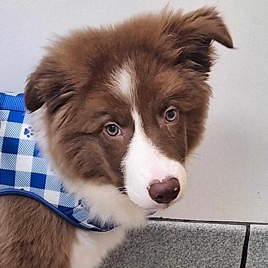 Kai Colon joined the competition — help win amazing prizes! animal, blue_checkered_vest, brown, canine, cute, dog, ears, eyes, fence, floor, fur, indoor, looking_away, nose, pet, portrait, puppy, wall, white, young_dog