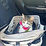 Fern Elowen joined the competition — help win amazing prizes! animal, car_interior, cat, cat_collar, closeup, curious, domestic_cat, door_handle, feline, heterochromia, indoor, pet, pet_carrier, seat, seatbelt, striped_cat, tabby, transport, vehicle, window