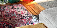 Fern Elowen joined the competition — help win amazing prizes! animal, cat, colorful, couch, cozy, curious, domestic_cat, furniture, heterochromia, home, indoor, living_room, peeking, pet_toy, playful, quiet, resting, rug, sunlight, wooden_floor