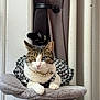 Fern Elowen is registered to the contest to win money with this photo: animal, blue_eye, cat, checkered_dress, curtains, cute, domestic_cat, feline, fur, green_eye, heterochromia, indoor, necklace, pet, plush_perch, posing, relaxed, tabby, whiskers, white_wall