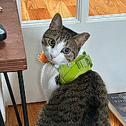 Fern Elowen joined the competition — help win amazing prizes! animal_portrait, book, cat, close_up, curious, domestic_animal, feline, flooring, green_harness, heterochromia, household, indoor, looking_back, orange_bow_tie, pet, sitting, tabby, table, white_fur, wooden_floor