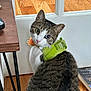 animal_portrait, book, cat, close_up, curious, domestic_animal, feline, flooring, green_harness, heterochromia, household, indoor, looking_back, orange_bow_tie, pet, sitting, tabby, table, white_fur, wooden_floor
