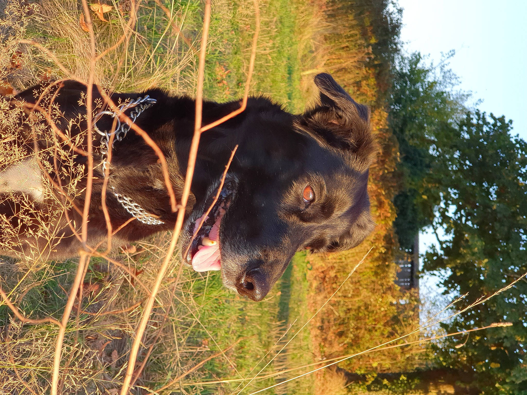 Luna a rejoint le concours — aidez-le/la à gagner de superbes lots ! branch, carnivore, dog_breed, fawn, fur, grass, liver, natural_material, plant, sky, snout, soil, sporting_group, terrestrial_animal, tree, trunk, twig, wildlife, wood, working_animal